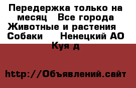 Передержка только на месяц - Все города Животные и растения » Собаки   . Ненецкий АО,Куя д.